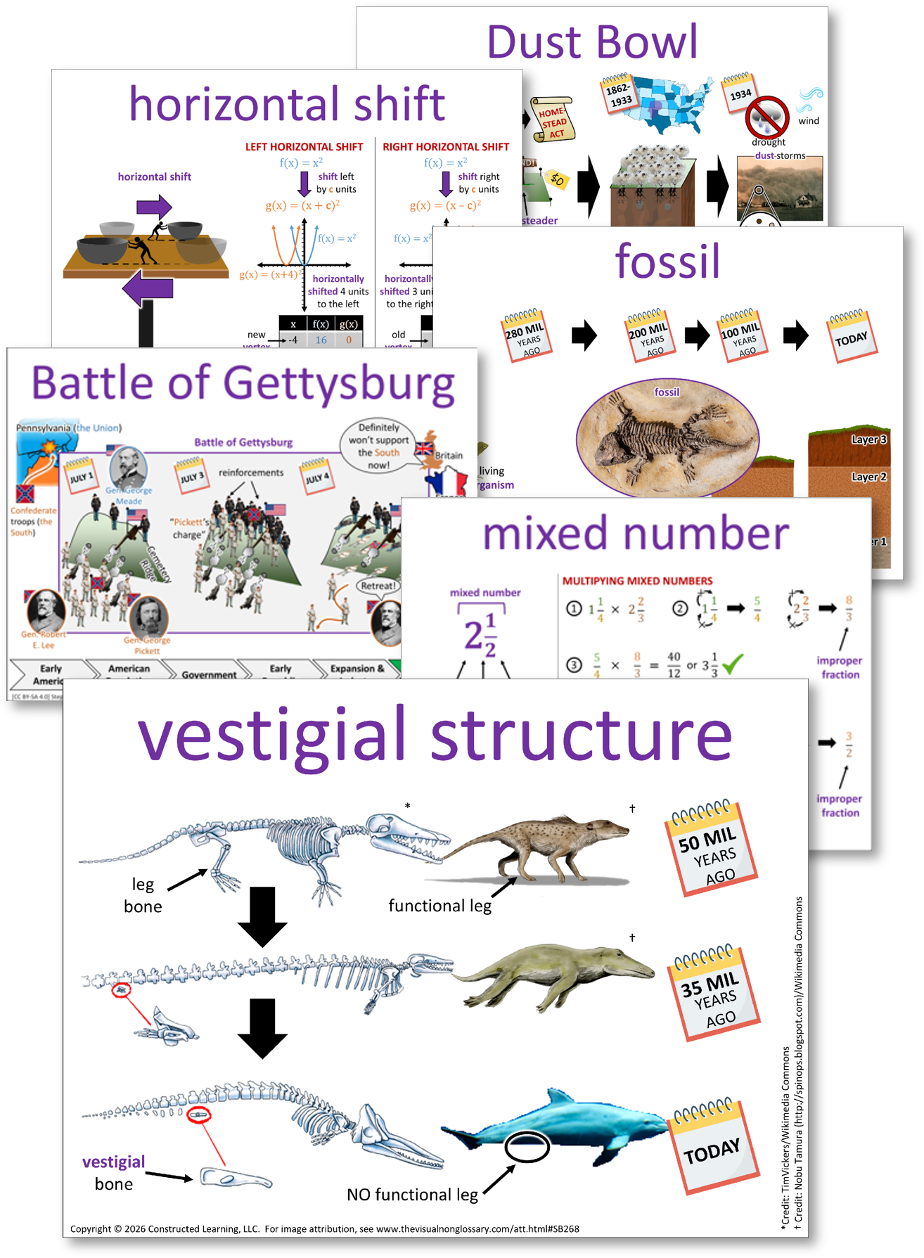 Examples of VNG vocabulary visuals, including vestigial structures showing how functional legs in whale ancestors became vestigial bones over time.