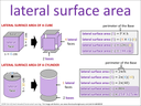 lateral surface area visual