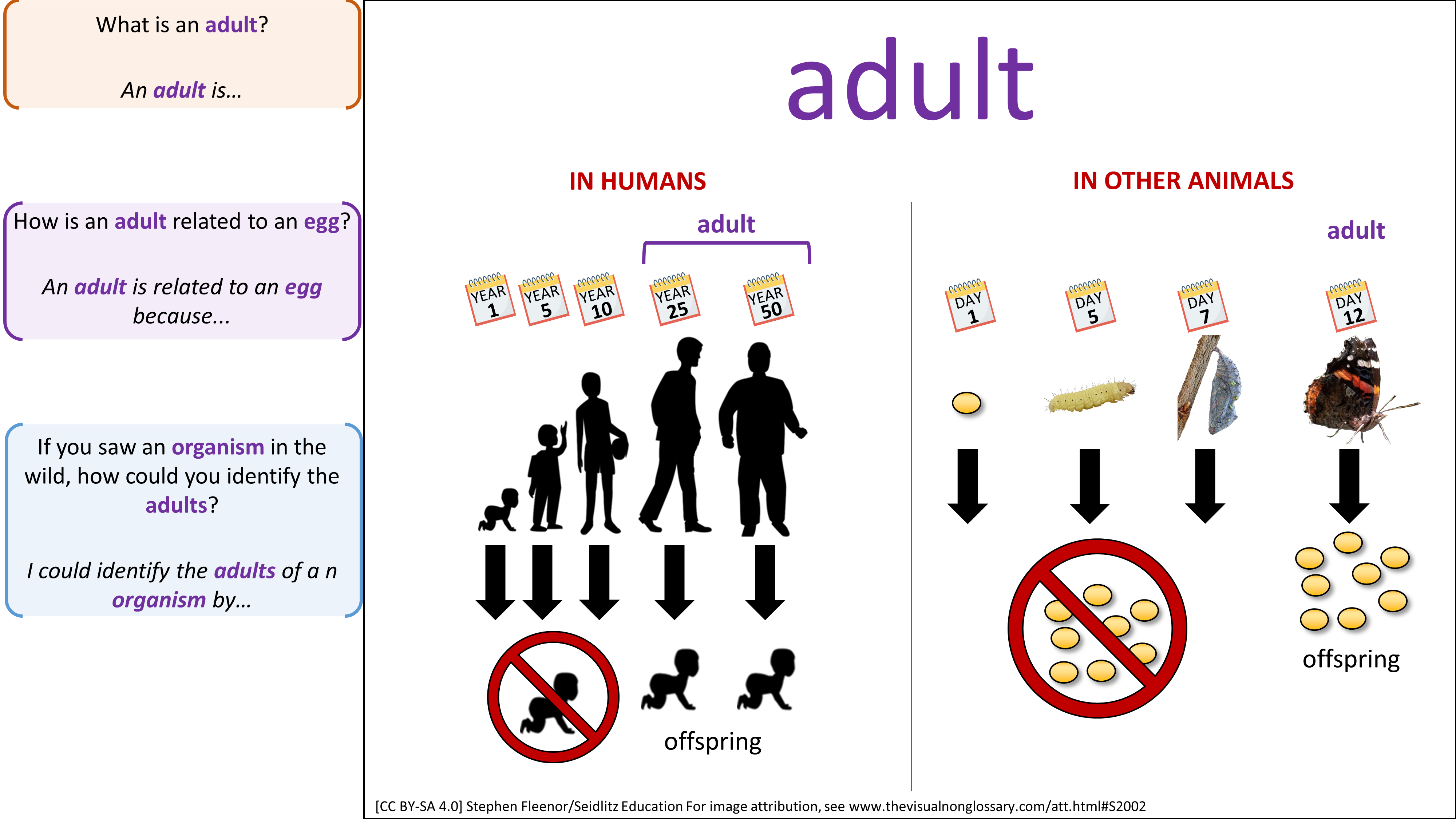 Science Visuals: The Visual Non-Glossary