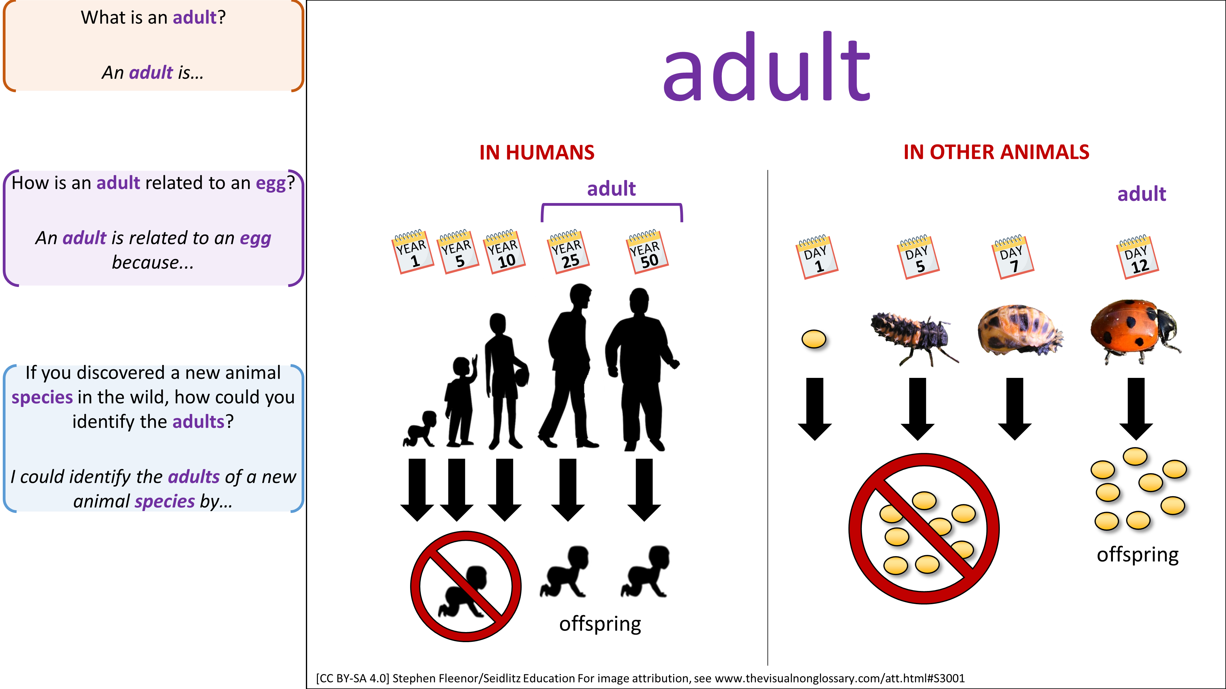 Science Visuals: The Visual Non-Glossary
