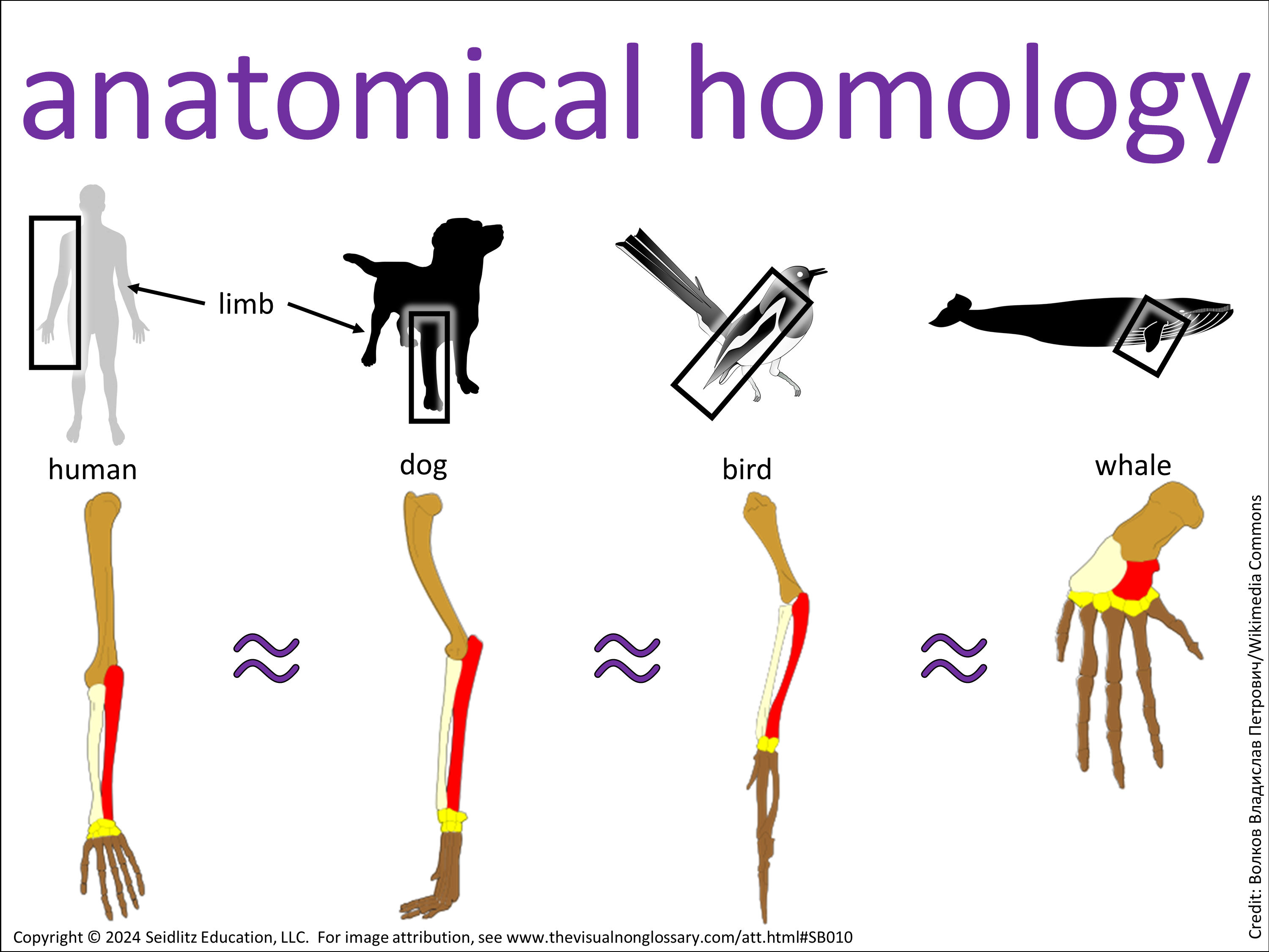 Science Visuals: The Visual Non-Glossary