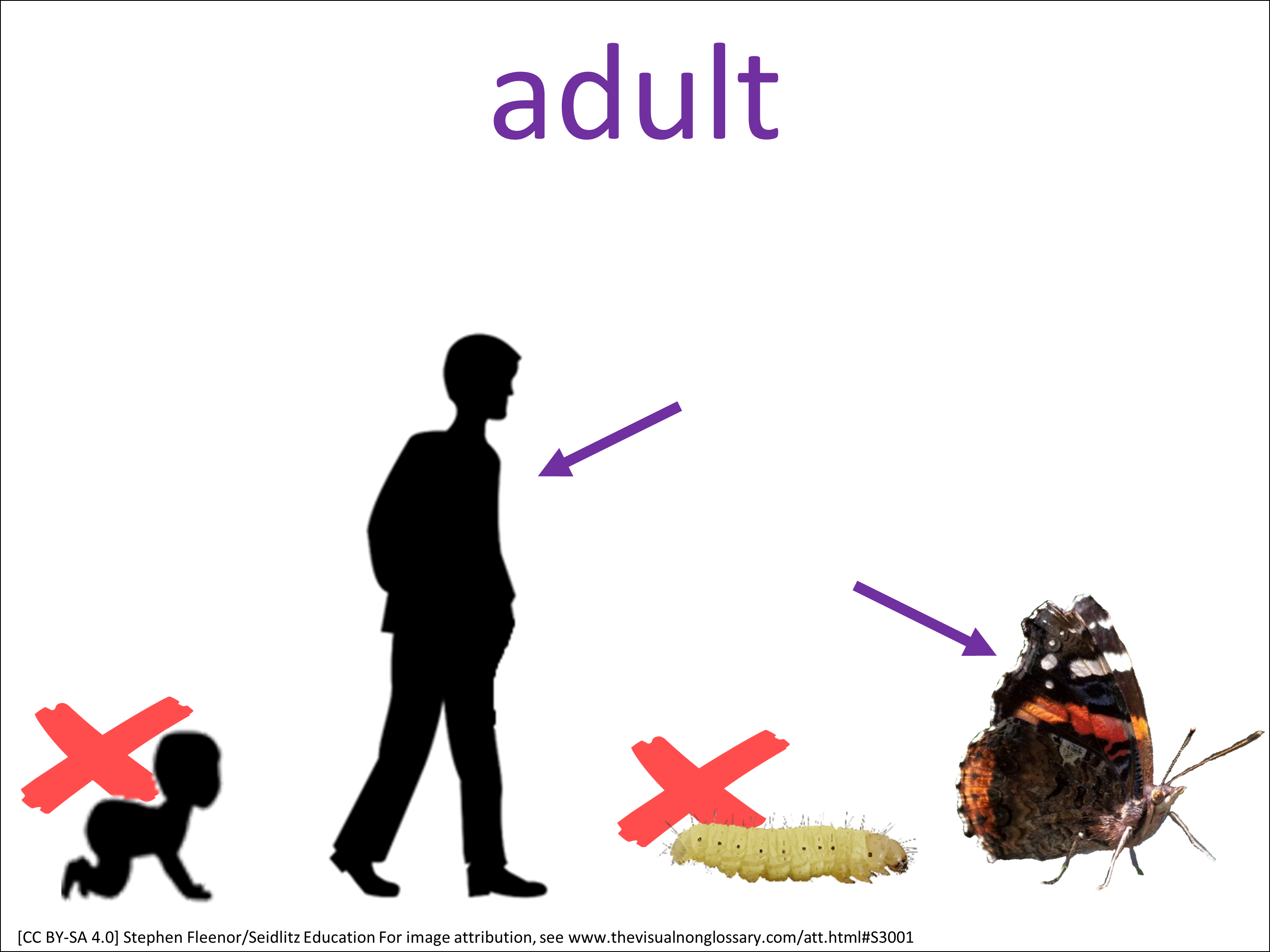 Science Visuals: The Visual Non-Glossary