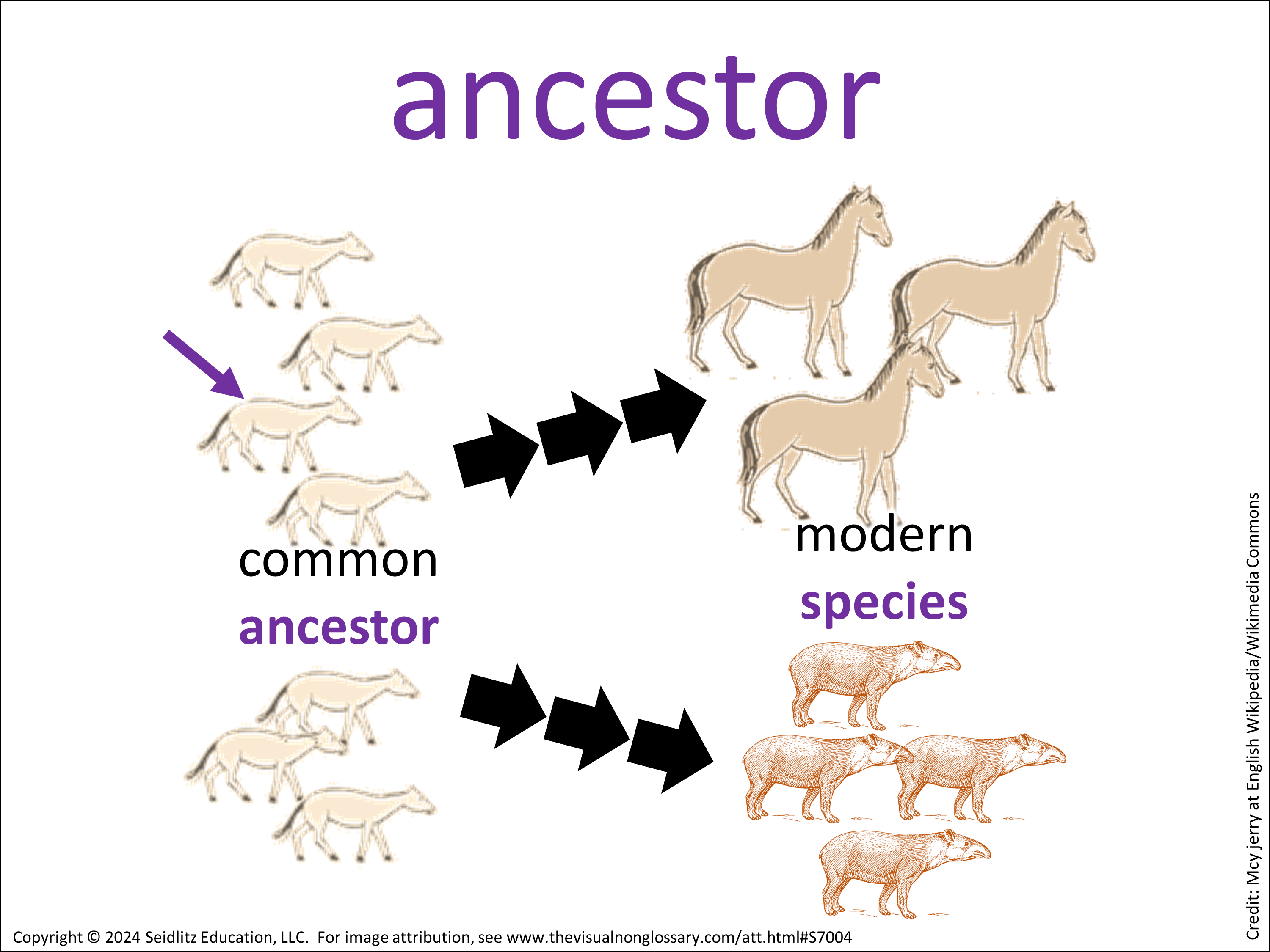 Science Visuals: The Visual Non-Glossary
