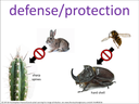 defense/protection visual