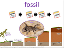 fossil visual
