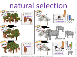 natural selection visual