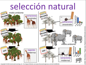 selección natural visual