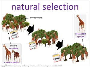 natural selection visual