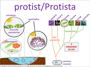protist/Protista visual