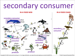 secondary consumer visual