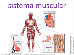 sistema muscular visual