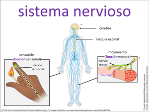 sistema nervioso visual