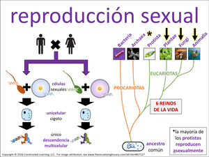 reproducción sexual visual