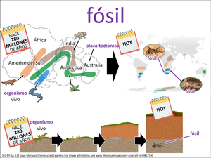 fósil visual