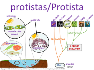 protistas/Protista visual