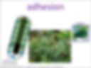 adhesion visual