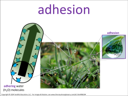 adhesion visual