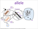 allele visual