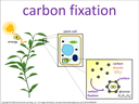 carbon fixation visual