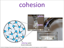 cohesion visual