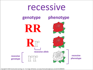 recessive visual