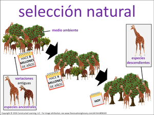 selección natural visual