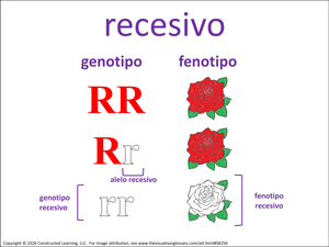 recesivo visual