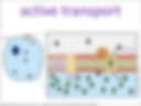 active transport visual