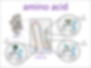 amino acid visual