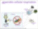anaerobic cellular respiration visual