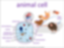animal cell visual