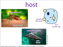host visual