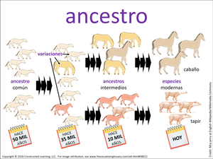 ancestro visual