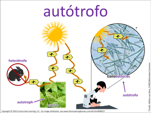 autótrofo visual