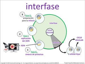 interfase visual