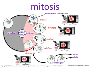 mitosis visual