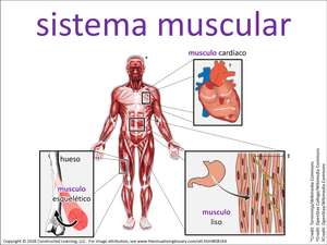 sistema muscular visual