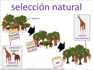 selección natural visual