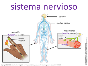 sistema nervioso visual