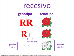 recesivo visual
