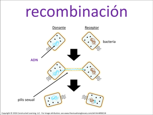 recombinación visual