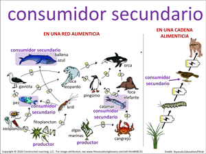 consumidor secundario visual