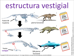 estructura vestigial visual