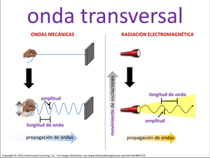 onda transversal visual